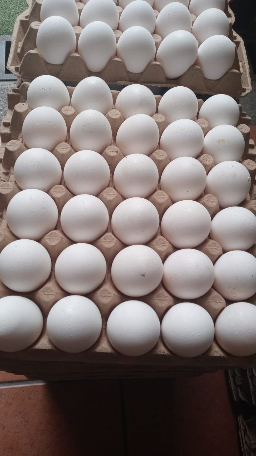 Huevos Blancos extra grandes